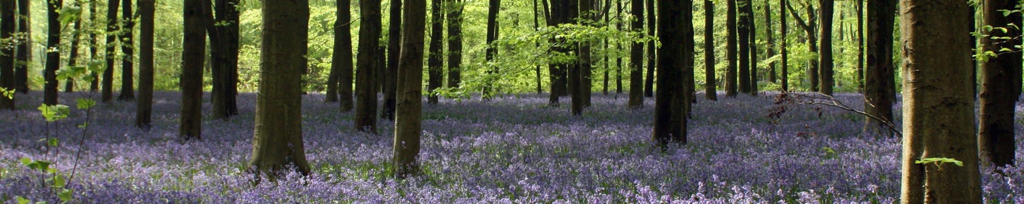 Sylvan Clients - Bluebell Woodland Image