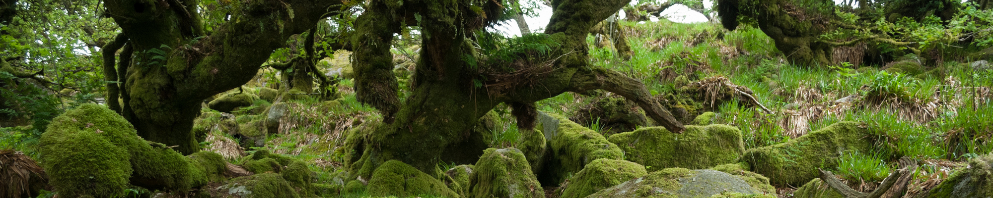 Ancient woodland and veteran trees image